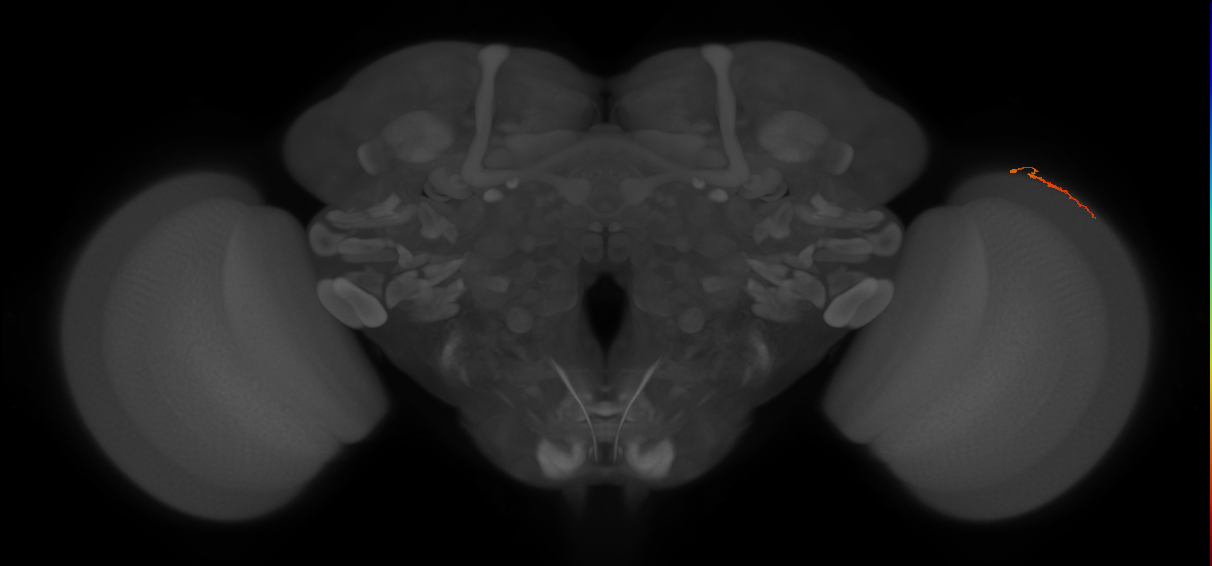 Dm3b_R (MaleCNS:184976)