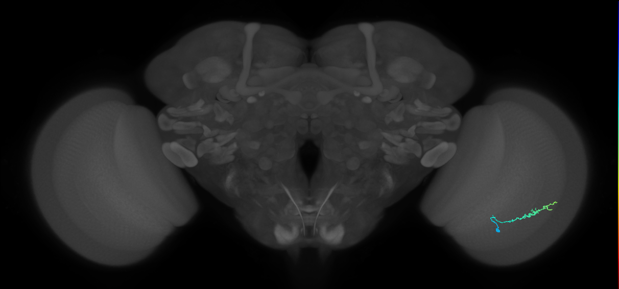 Dm3b_R (MaleCNS:108911)