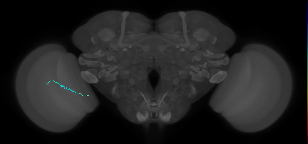 Dm3b_L (MaleCNS:215334)