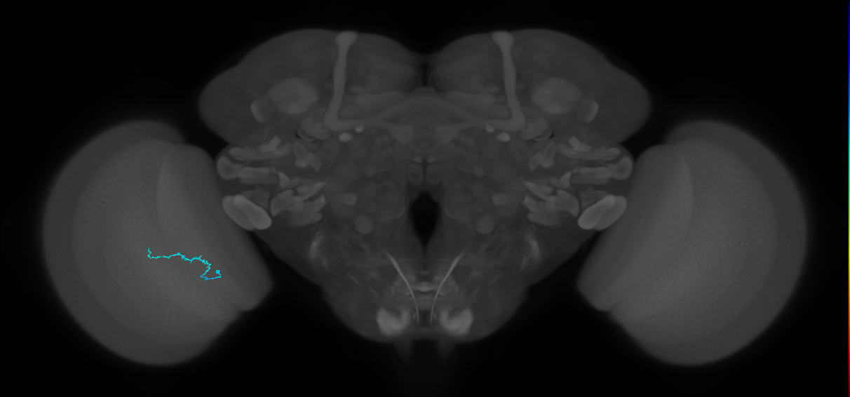 Dm3b_L (MaleCNS:219025)