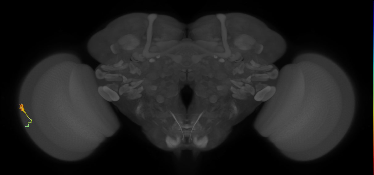 Dm3b_L (MaleCNS:81536)