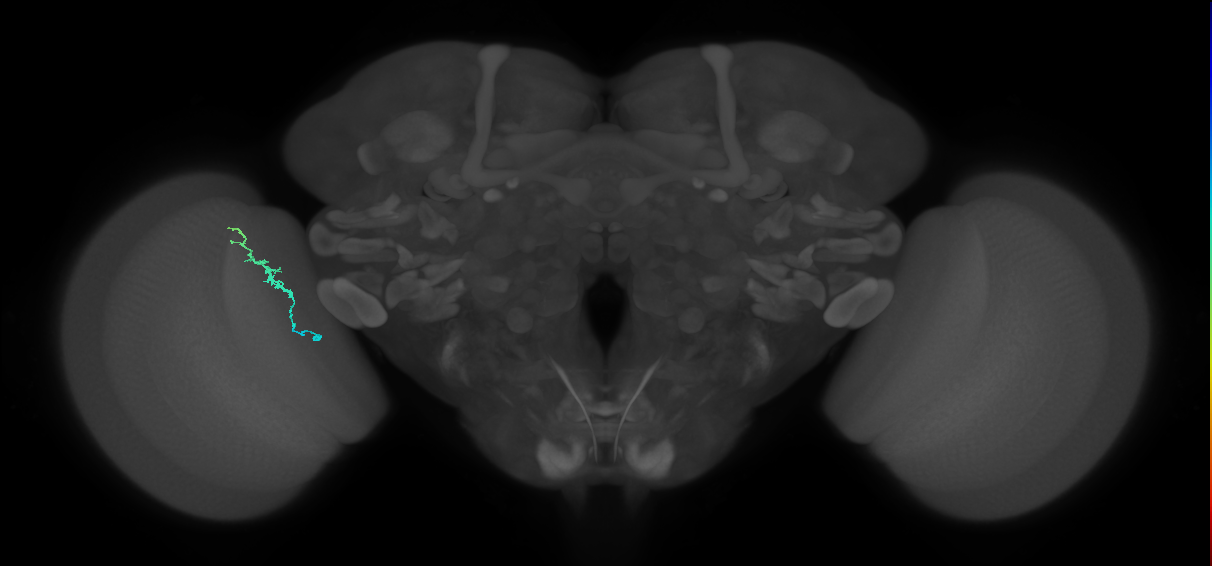 Dm3b_L (MaleCNS:132802)