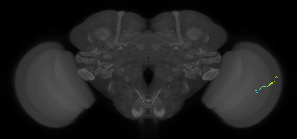 Dm3b_R (MaleCNS:184673)