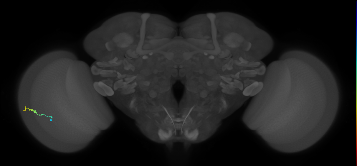 Dm3b_L (MaleCNS:175672)