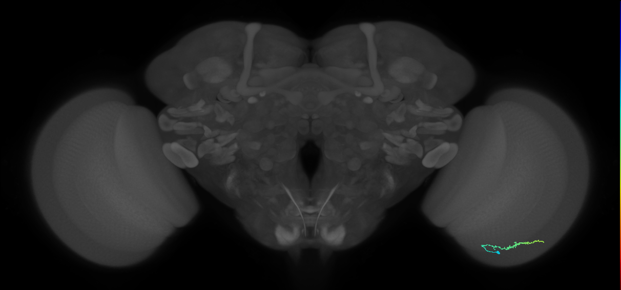 Dm3b_R (MaleCNS:130325)