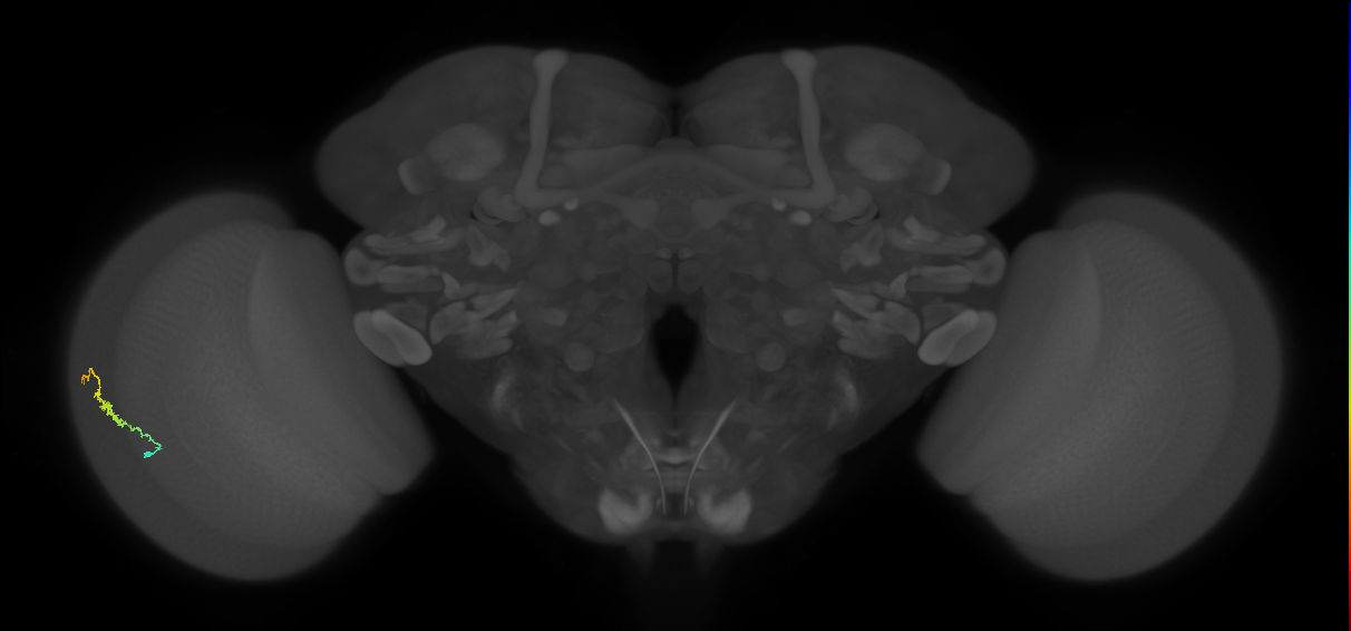 Dm3b_L (MaleCNS:115382)