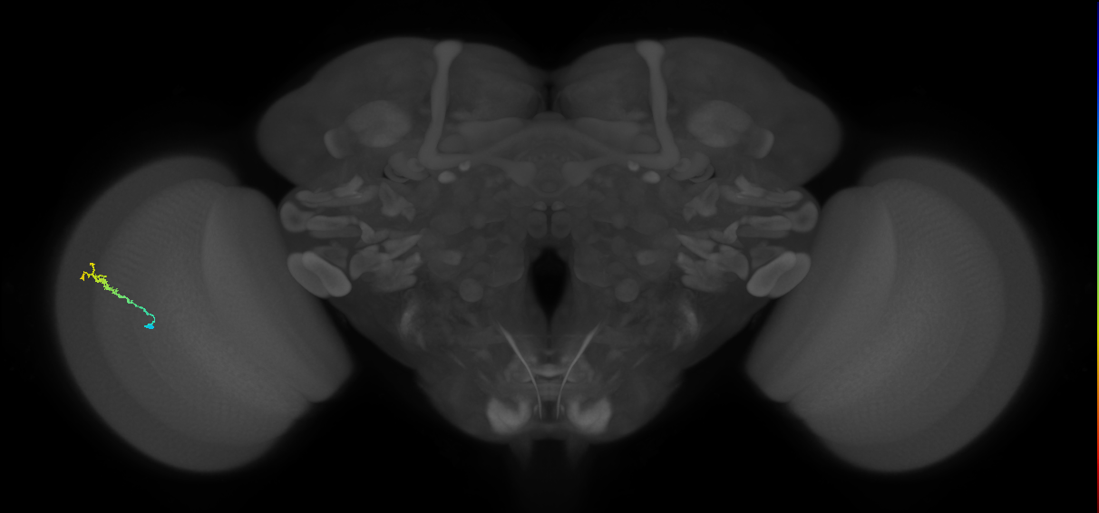Dm3b_L (MaleCNS:211832)