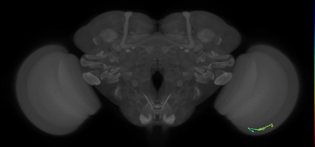 Dm3b_R (MaleCNS:137280)
