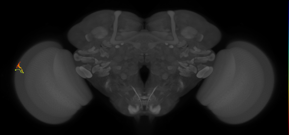 Dm3b_L (MaleCNS:205206)