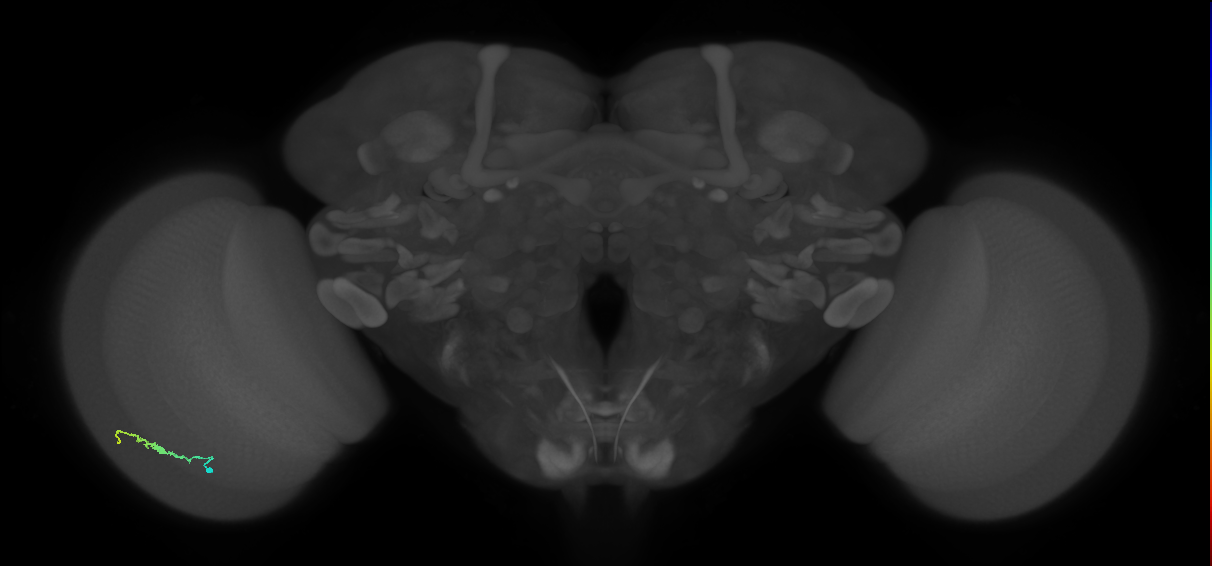Dm3b_L (MaleCNS:551568)