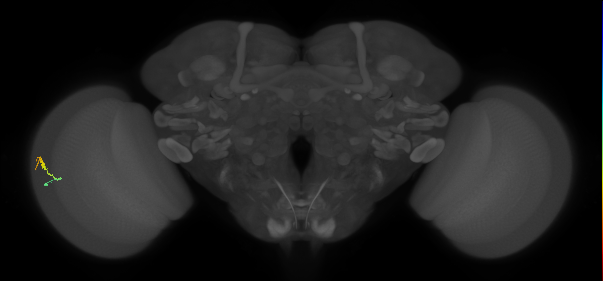 Dm3b_L (MaleCNS:79477)