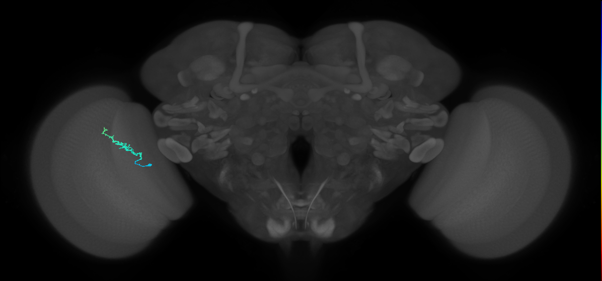 Dm3b_L (MaleCNS:515287)