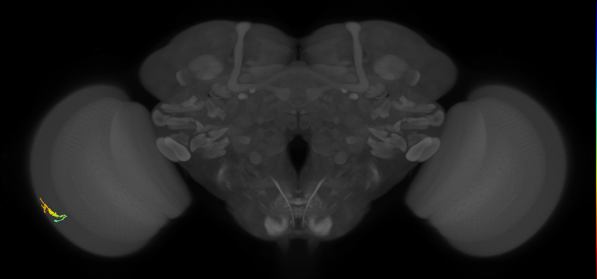 Dm3b_L (MaleCNS:133074)