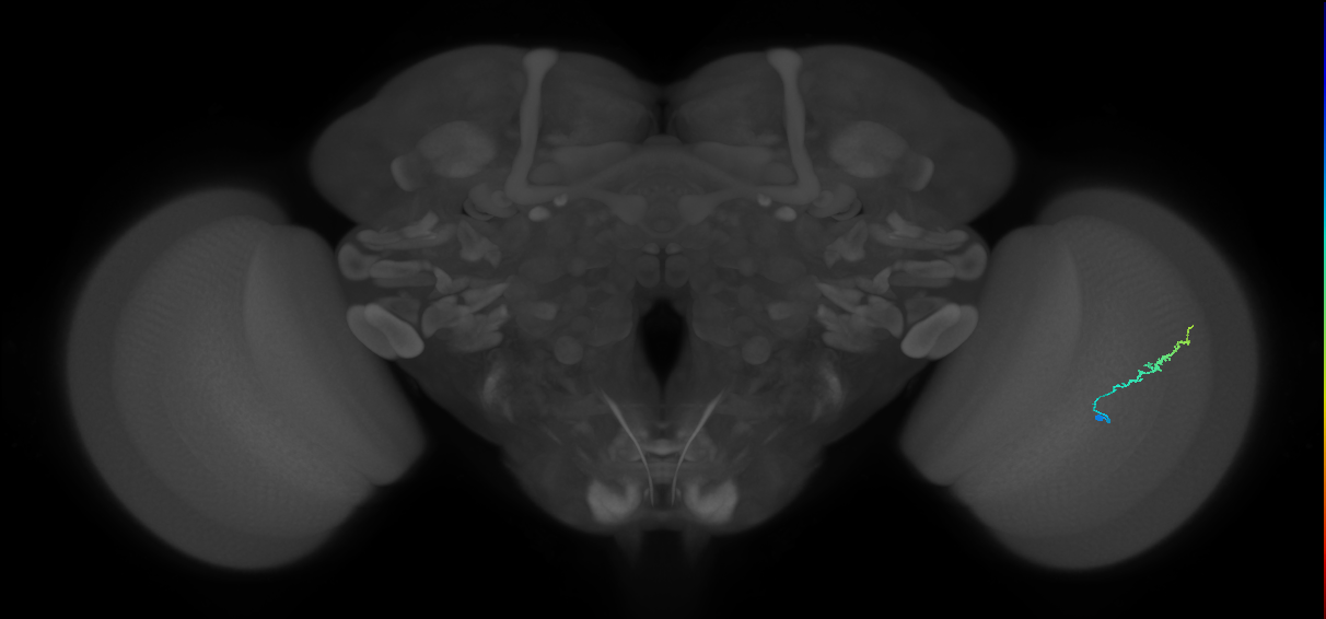 Dm3b_R (MaleCNS:145262)