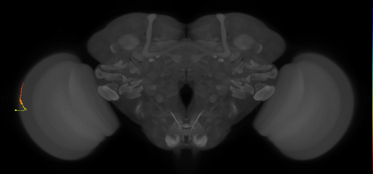 Dm3b_L (MaleCNS:552618)