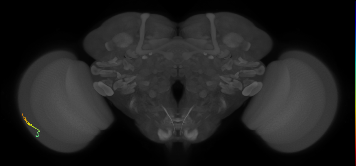 Dm3b_L (MaleCNS:550259)