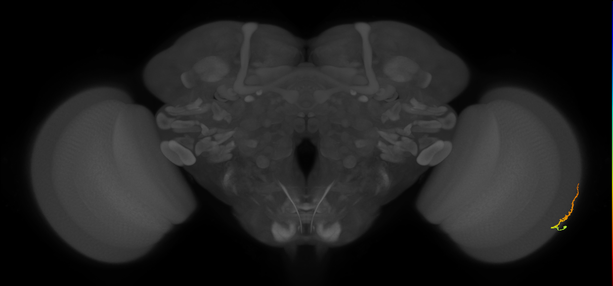 Dm3b_R (MaleCNS:128155)