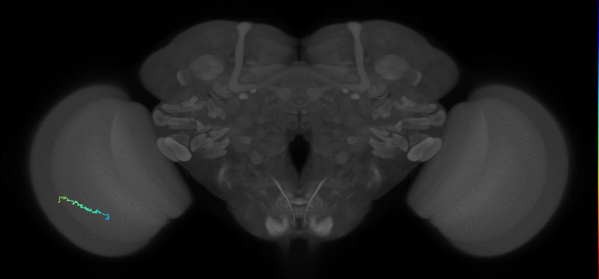 Dm3b_L (MaleCNS:132528)