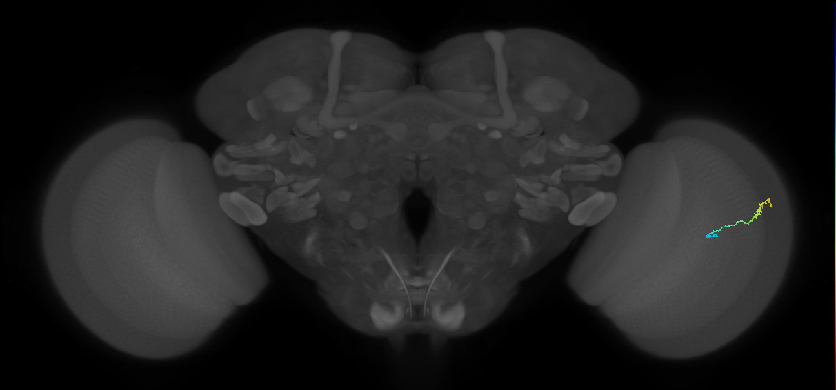 Dm3b_R (MaleCNS:157880)