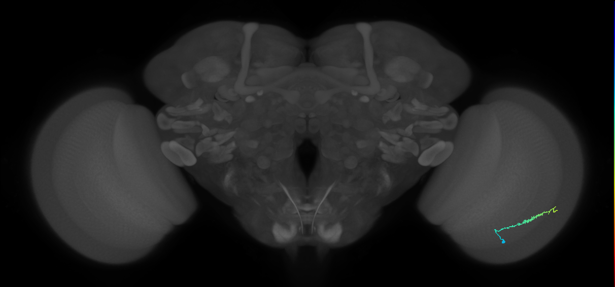 Dm3b_R (MaleCNS:127875)
