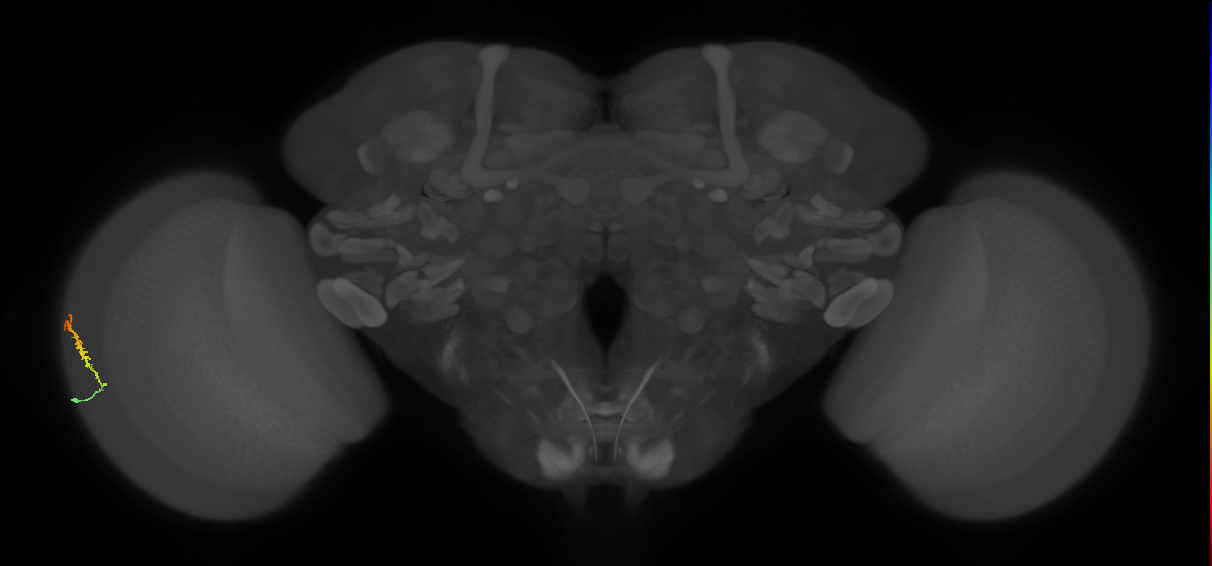 Dm3b_L (MaleCNS:90879)