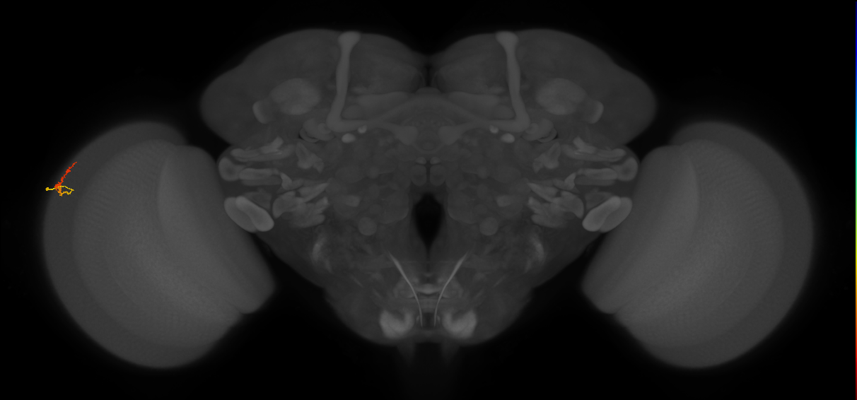 Dm3b_L (MaleCNS:153489)