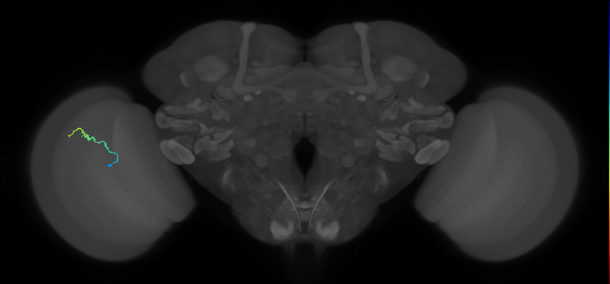 Dm3b_L (MaleCNS:536381)