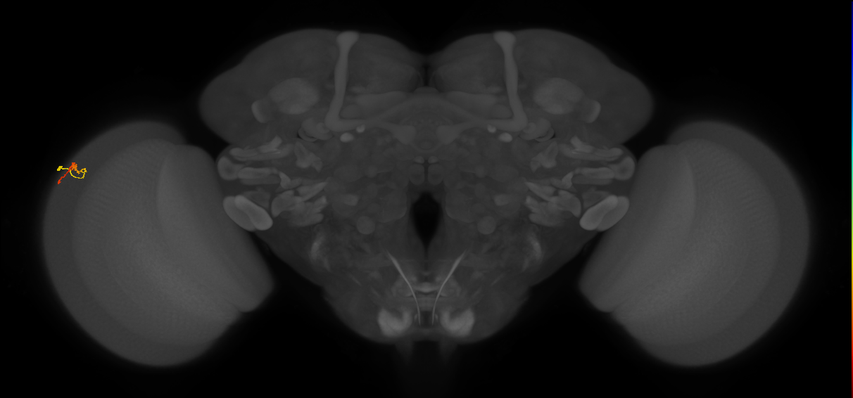 Dm3b_L (MaleCNS:537637)