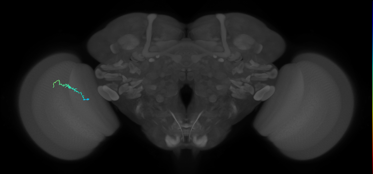 Dm3b_L (MaleCNS:139524)