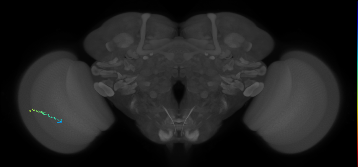 Dm3b_L (MaleCNS:525635)