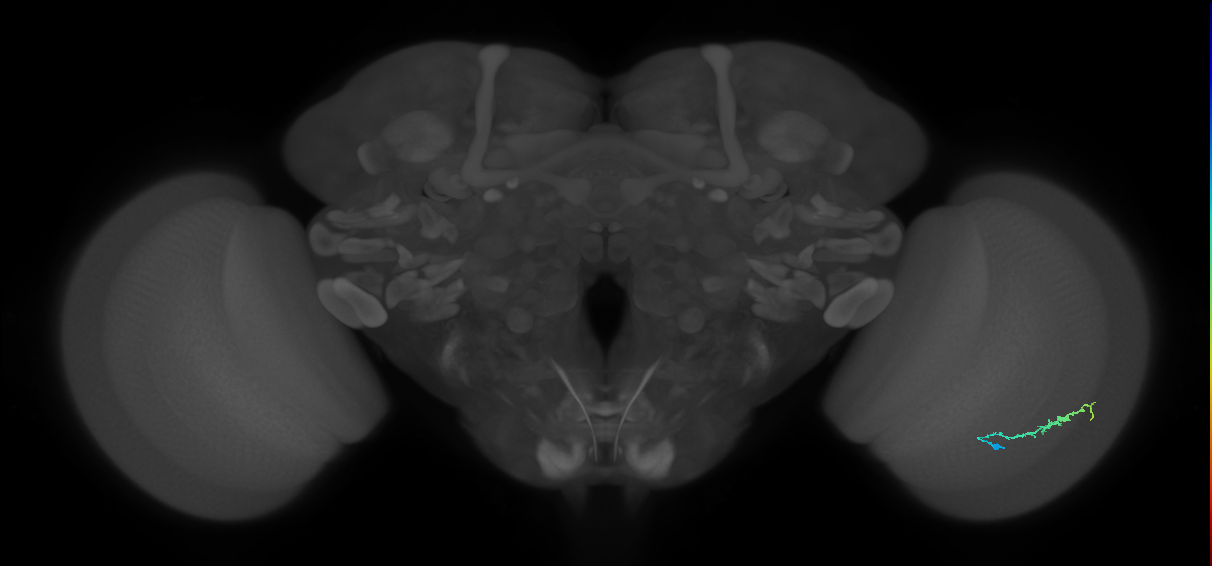 Dm3b_R (MaleCNS:121208)