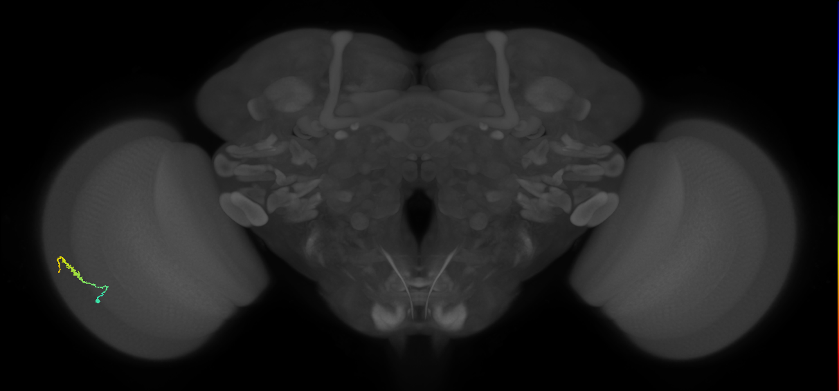 Dm3b_L (MaleCNS:180791)