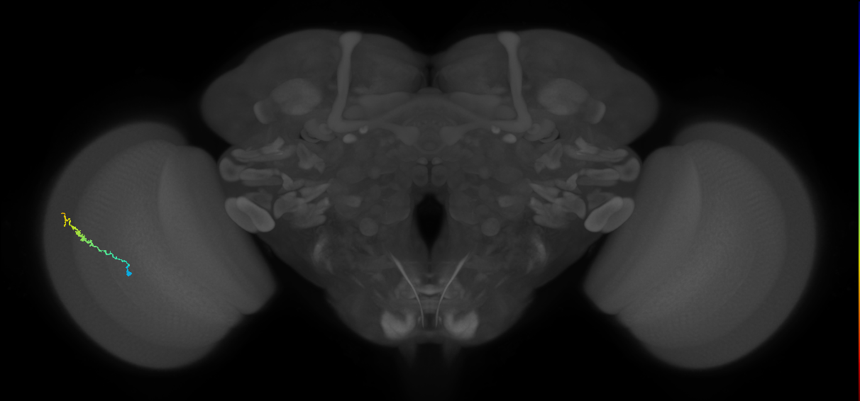 Dm3b_L (MaleCNS:131414)