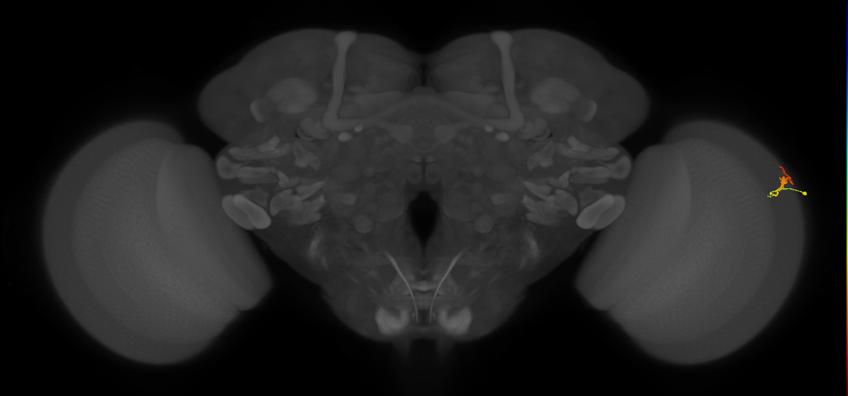 Dm3b_R (MaleCNS:132693)