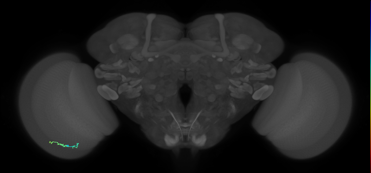 Dm3b_L (MaleCNS:75488)