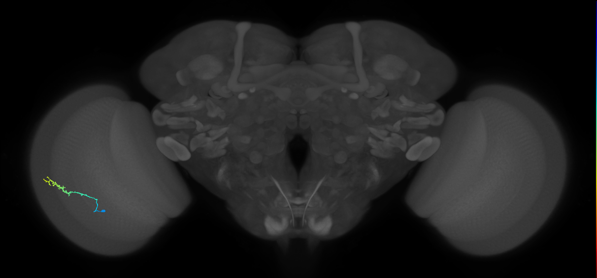 Dm3b_L (MaleCNS:527649)