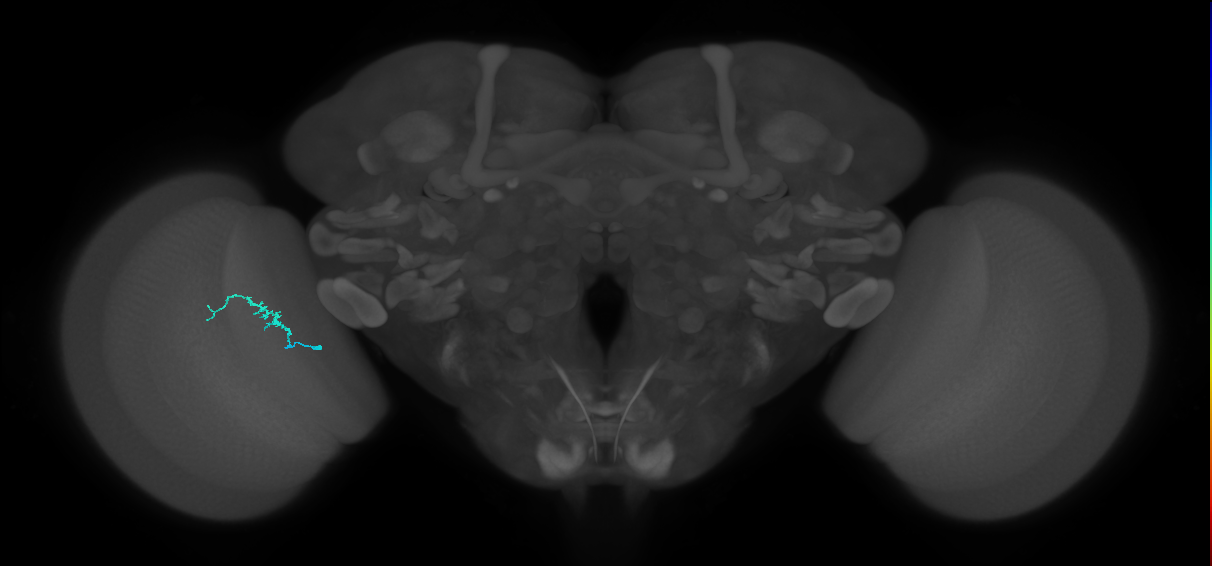Dm3b_L (MaleCNS:530582)