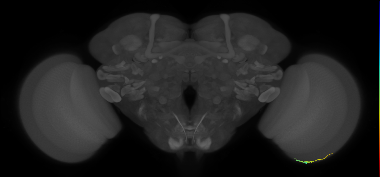 Dm3b_R (MaleCNS:149652)