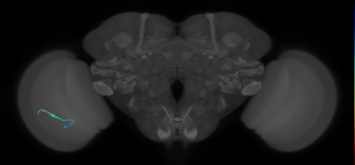 Dm3b_L (MaleCNS:581204)