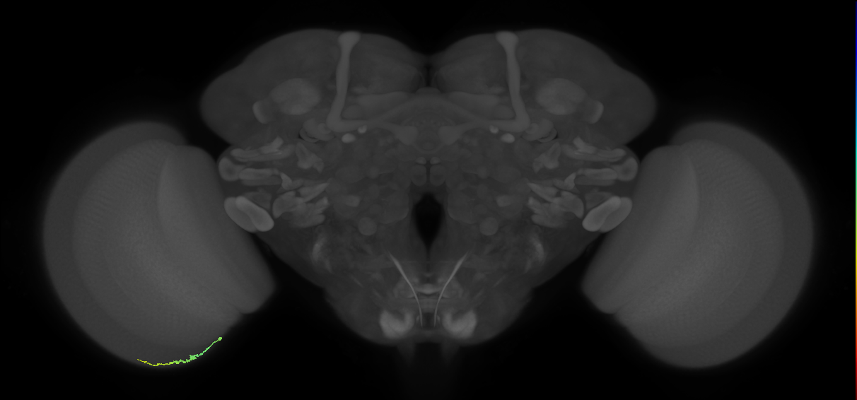 Dm3b_L (MaleCNS:168873)