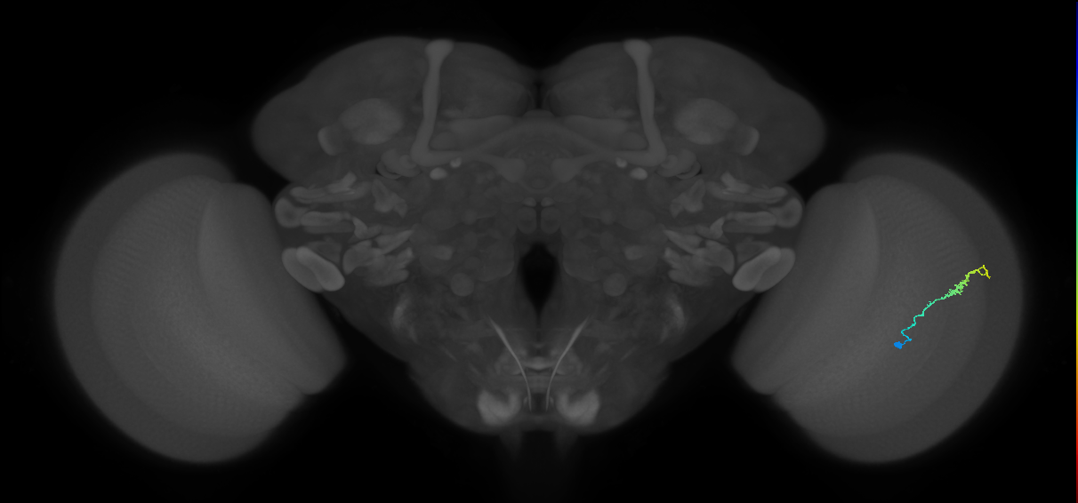Dm3b_R (MaleCNS:116337)