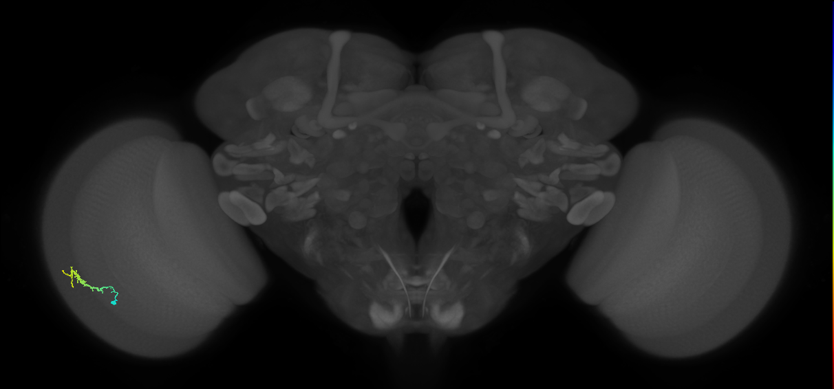 Dm3b_L (MaleCNS:116886)