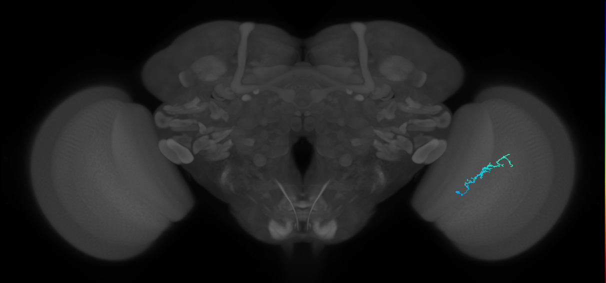 Dm3b_R (MaleCNS:139189)