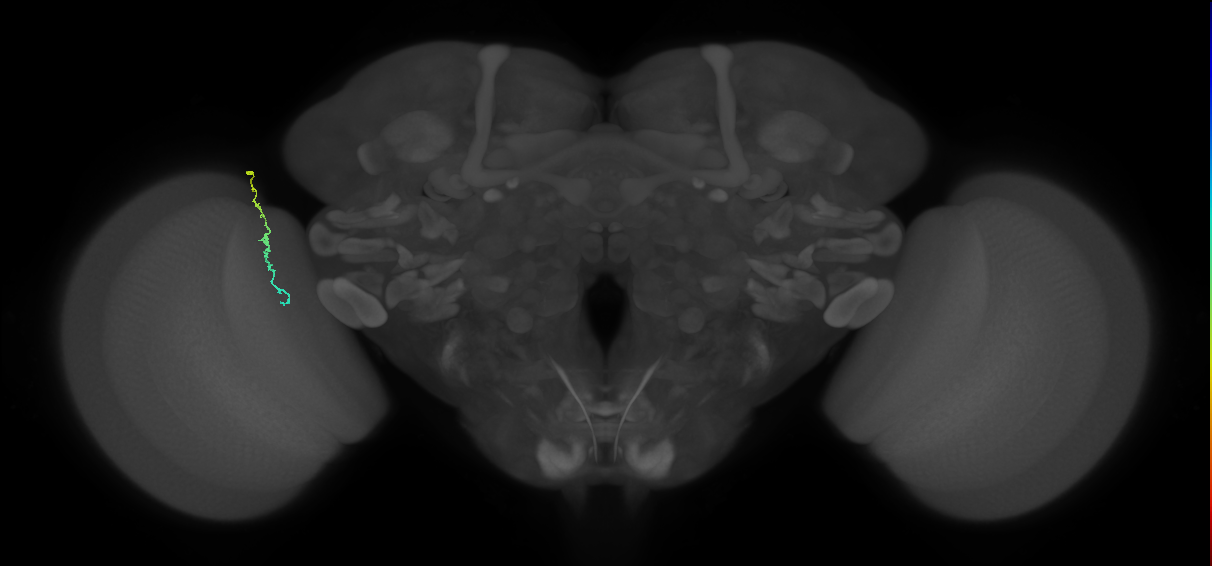 Dm3c_L (MaleCNS:226919)
