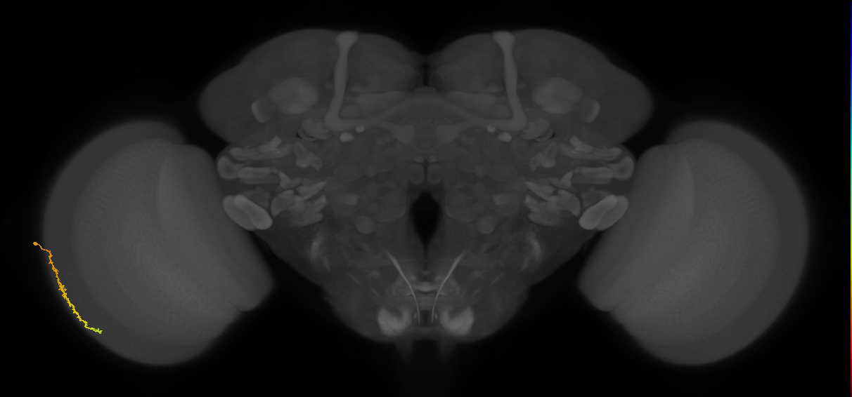Dm3c_L (MaleCNS:541725)