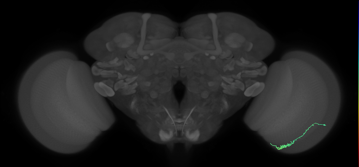 Dm3c_R (MaleCNS:107268)