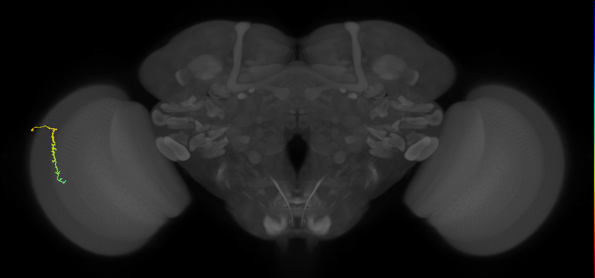 Dm3c_L (MaleCNS:131531)