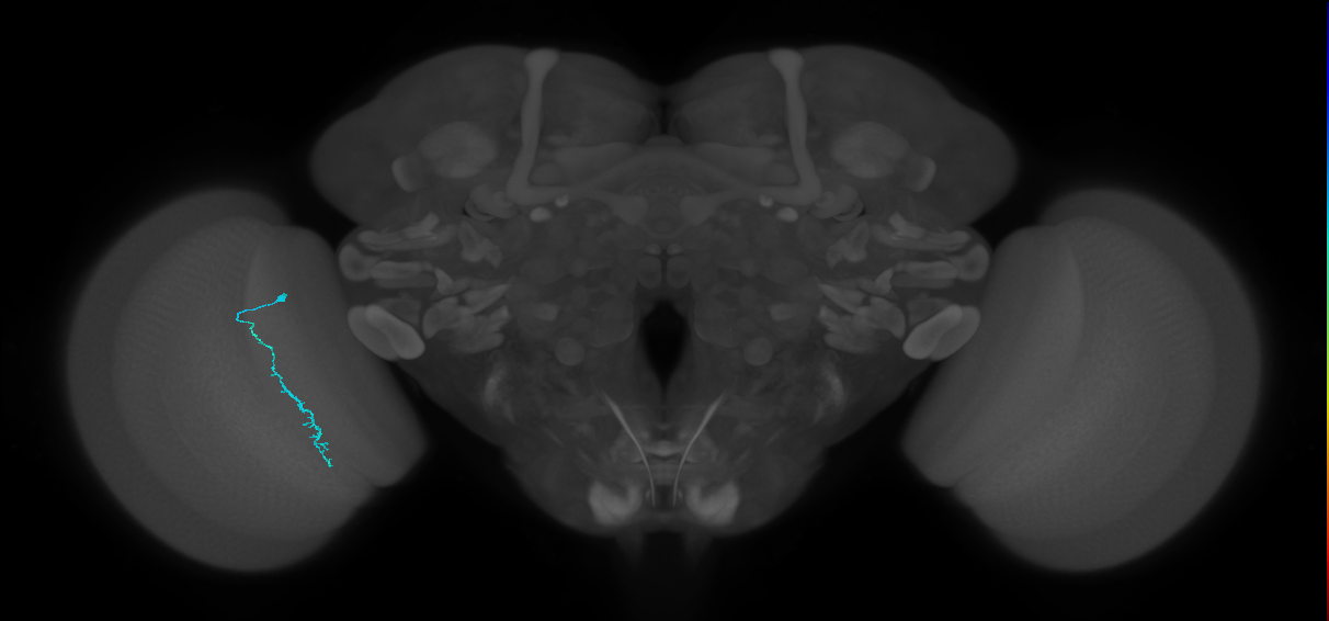 Dm3c_L (MaleCNS:207581)