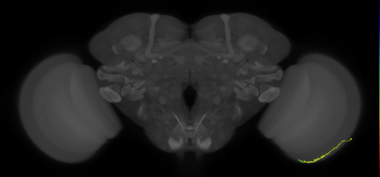 Dm3c_R (MaleCNS:110558)