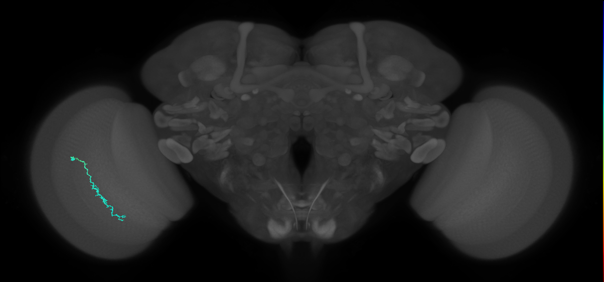 Dm3c_L (MaleCNS:137885)